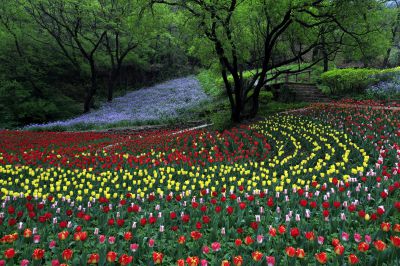 济南新八景作品投稿：红叶谷春色2