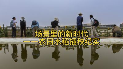 场景里的新时代——农田水稻插秧纪实