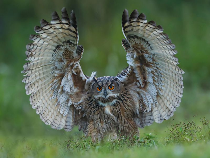 董家斌《东方摄影 · 我的2025》-《生态鸟类摄影》