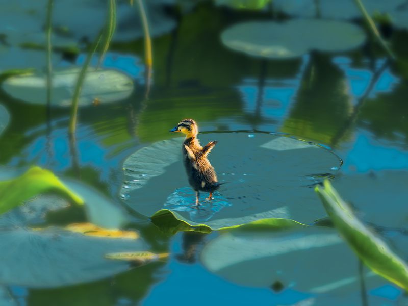 臧凤琴《东方摄影 · 我的2025》